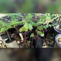 ราคา ต้นธรณีสาร ว่านธรณีสาร พืชสมุนไพร ไม้มงคล ชำถุงดำ พร้อมปลูก ขับไล่สิ่งชั่วร้าย ทักแชทสอบถามได้จ้า (6171075729)