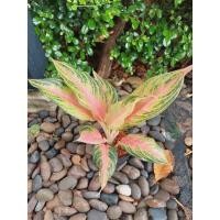 ราคา Aglaonema อโกลนีมา Pinkpanama พิ้งค์ปานามา (10197408696)