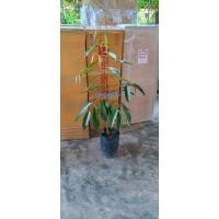 ราคา ต้นทุเรียน​ป่าละอูสายพันธุ์​แท้คัดกิ่ง​กระโดง​ปลูก​ง่า​ยโต​ไว​ระบบ​ราก​แข็งแรง​ทนทาน​ต่อ​โรค​สูง,ต้นเสียบยอด​ (15449228801)