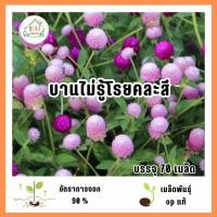 ราคา เมล็ดพันธุ์ดอกบานไม่รู้โรยคละสี 70 เมล็ด (54552567307)