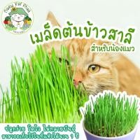ราคา เมล็ดพันธุ์ หญ้าแมว (เมล็ดต้นข้าวสาลี) บรรจุ 200 เมล็ดพันธุ์แท้ นำเข้าจากต่างประเทศ ปลูกผัก สวน หญ้าแมว ต้นหญ้าแมว ถูก (9967192006)