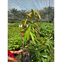 ราคา ทุเรียนนกกระจิบ เสียบยอด (ไม่รับเก็บเงินปลายทาง) *สั่งได้ครั้งละไม่เกิน2ต้น ถ่ายคลิปก่อนเปิดกล่อง (22753806034)