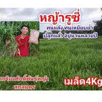 ราคา #เมล็ดหญ้ารูซี่ 4kg.พร้อมปลูกเดือน ม.ค.ปี69 #RuzyGrass #พันธุ์หญ้ารูซี่ #หญ้ารูซี่เลี้ยงวัว #หญ้าลูซี่ #เกรียงศักดิ์พัน (41805626233)