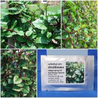 ราคา เมล็ดพันธุ์ ผักปลังแดง (Red Malabar Spinach Seed) บรรจุ 25 เมล็ด คุณภาพดี ราคาถูก ของแท้ 100% (7369122994)