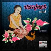 ราคา ทักแชทดูรูป (ต้นลูกเบบี้) ปลาบู่ทอง บอนสี ปลาบู่ทองบอนสี บอนสีปลาบู่ทอง บอนสีแดง บอนเก่า บอนไทย บอนโบราณ บอนสีหายาก (18290755813)