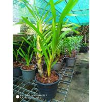 ราคา เพชรหึง ว่านหางช้างใต้ กระถาง 6 นิ้ว กอ 2 ลำ (5660920461)