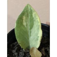 ราคา กวักมรกตด่างชำใบมีราก (9366661912)