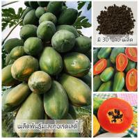 ราคา เมล็ดพันธุ์มะละกอเรดเลดี้ 1 ซอง ขนาด 30 - 40 เมล็ด (42202795495)