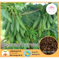 ราคา มะละกอแก้วกลางดง 100 เมล็ด (42419289758)