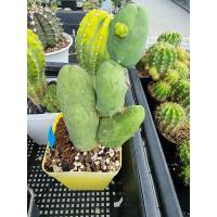 ราคา ขายหน่อกระบองเพชร castus แคสตัส กระบองเพชร (11730138929)