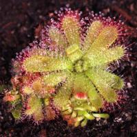 ราคา [ส่งได้ ส-อา] เมล็ดพืชกินแมลง หยาดน้ำค้าง drosera trinervia 15+ เมล็ด (25550191166)