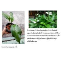 ราคา ว่าน มหาโชค ในกระถาง 6 นิ้ว ว่านที่นิยมมาตั้งแต่สมัยอยุธยา โดยมีความเชื่อว่าเป็นว่านเมตตามหานิยม โชคลาภ (2746198868)