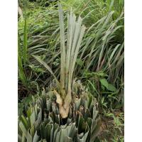 ราคา ต้นกล้าสับปะรดภูแลเชียงรายแท้,หน่อสับปะรดภูแลเชียงรายแท้ๆ ต้นละ8บาท(ยกกล่อง50ต้น) (10529183450)