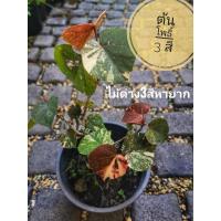 ราคา ต้นโพธิ์สามสี โพธิ์3สี​ โพธิ์7สี โพธิ์ด่างไม้ประดับ ไม้ด่าง ฟอกอากาศ จัดสวน แต่งบ้าน ปุ๋ย ดิน กระถาง ต้นโพธิ์ ต้นกล้า (6578822177)