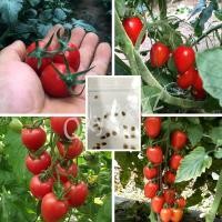 ราคา เมล็ดพันธุ์มะเขือเทศเชอรี่แดง 20เมล็ด เมล็ดมะเขือเทศเชอรี่ Cherry Tomato (9579203911)