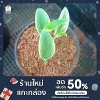 ราคา ต้นกล้ากล้วยตานีด่าง (12254123082)