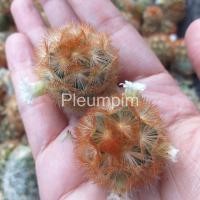 ราคา หน่อ แมมคามิเน่หนามส้ม แมมคามิเน่ แคคตัส mammillaria​ carmenae แมมมิลลาเรีย คามิเน่ หนามส้ม คามิเน่หนามส้ม หนามขาว (8819632289)