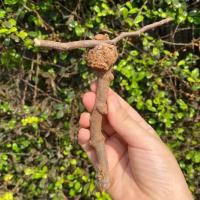 ราคา กาฝากไม้พยุง ไม้มงคลสำหรับบูชา สรรพคุณ ส่งเสริมความมงคลเจริญรุ่งเรือง สำเร็จสมปรารถนา เมตตามหาเสน่ห์ มีพุทธคุณในตัว (22133769193)