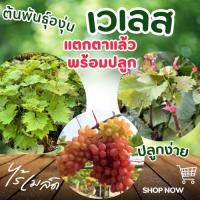 ราคา ต้นพันธุ์องุ่น “เวเลส” องุ่นไร้เมล็ด เสียบยอด แตกตาแล้ว พร้อมปลูก (42904808023)