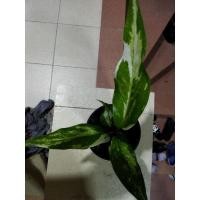 ราคา ต้นโชคเก้าชั้นด่างอมชมพู (10016674344)