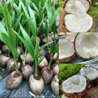 ราคา ต้นมะพร้าวกะทิน้ำหอมใบเตยต้นเตี้ย (1ต้น) (54050815801)