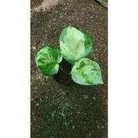 ราคา พลูแอปเปิ้ล กระถาง 3” พลูด่างแอปเปิ้ล ไม้ฟอกอากาศ (11426230349)