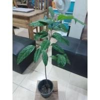 ราคา คีเปล  (KEPEL) ต้นเพาะเมล็ดสูง60cm (16939544474)