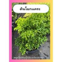 ราคา ต้นโมกแคระ ดอกหอม ทนแดด ให้ดอกทั้งปี กระถาง10นิ้ว (43665081754)