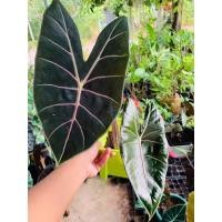 ราคา บอนดำสตูล กระดูกชมพู พร้อมส่ง‼️ (13304041991)