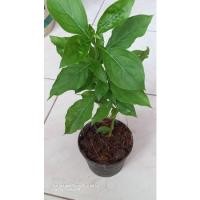 ราคา ต้นอังกาบหนูพืชสมุนไพรปลูกง่ายโตไวส่งพร้อมกระถาง (13981791374)