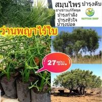 ราคา ต้นพญาไร้ใบ เพาะถุงชำ รากเดินดี พญาไร้ใบ (6168788323)