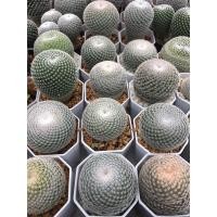 ราคา แมมนกฮูก อยู่ในกระถาง2” (20889691041)