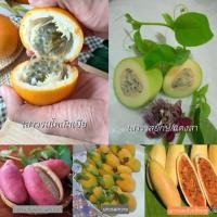 ราคา #เมล็ดเสาวรสหวาน รสชาติหวานหอมคล้ายลิ้นจี่ผสมน้ำผึ้ง ไม่มีเปรี้ยว ลูกยาวรีเหมือนกล้วย (52500024367)