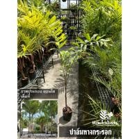 ราคา ปาล์มหางกระรอก ได้ต้นสูงๆ อวบๆ รากเต็ม (40674501953)