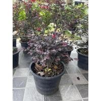 ราคา ต้นหงส์ฟู่หรือต้นมั่งมีศรีสุข ไม้กระถาง11นิ้ว (27355948866)