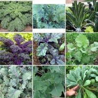 ราคา เมล็ดพันธุ์ ผักเคล Kale Seed หรือ ผักคะน้าใบหยัก เคล / Siberian Kale ไซบีเรียน / แดงรัสเซีย Red Russian / เคลไซบีเรียน (29907614886)