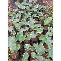 ราคา ต้นถุงเงินถุงทอง ไม้ด่างใบสวย (10407943536)