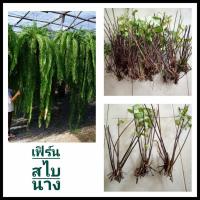 ราคา เฟิร์นสไบนางแขนง1มัด(ก้านแข็ง) เฟิร์นก1มัด ต้นอ่อนใหม่งอกได้จำนวนมาก เฟิร์นสไบนางก้านแข็ง เฟิร์นสไบนาง (12179392792)
