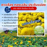 ราคา 1,000เมล็ด พันธุ์เตี้ย ประดับแปลง ดาวเรือง สีเหลือง ทองเฉลิม 4809 ดาวเรืองกระถาง ดาวเรืองต้นเตี้ย (28752436445)