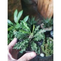 ราคา ต้นยูโฟเบียไดโนเสาร์​ ชำกิ่ง​ กระถาง​2นิ้ว​ (13304138672)