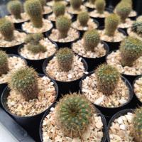 ราคา แคคตัส กระบองเพชร แฟเรีย หนามทอง (6842096247)