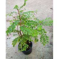 ราคา ต้นธรณีสาร ไม้มงคล (29722473179)