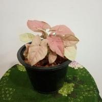 ราคา ต้นออมชมพู ออมนาค ออมเงิน (10246123584)