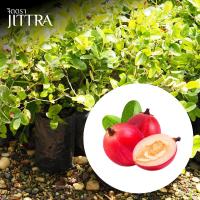 ราคา จิตตรา ต้นพันธุ์มะม่วงหาวมะนาวโห่ (หนามแดง) ปักชำกิ่งสูง 40-60 ซม. โตไวให้ผลเร็ว พร้อมส่ง เคลมฟรี (42721056675)