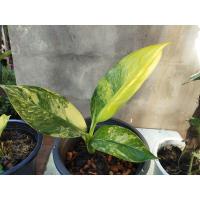 ราคา เศรษฐีวิลสันด่าง #ไม้มงคล (10159475197)