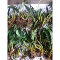 ราคา กล้วยไม้ เอื้องผึ้งป่าดอกสีเหลือง(ขายเป็นกิโล)​ (23255116907)