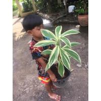 ราคา เอื้องหมายนาด่าง สวยมาก (12804797560)