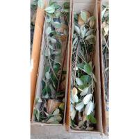 ราคา ต้นละมุดสีดา ผลไม้โบราณหาทานยาก ต้นละ 249.- (17612749614)