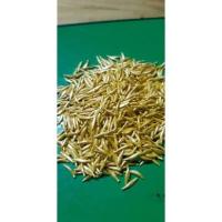 ราคา เมล็ดเยอบีร่าแคระ หรือ เยอบีร่ามาจอร์เร็ต เยอบีร่าก้านสั้น (14439689580)