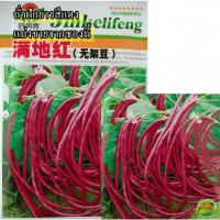 ราคา 20 เมล็ด เมล็ดถั่วฝักยาวสีแดง พันธุ์พุ่ม ไร้ค้าง (ปลูกได้ตลอดปี ออกฝักดก รสชาติหวานกรอบอร่อย ฝักยาว 45-50 ซม.) (17995583650)